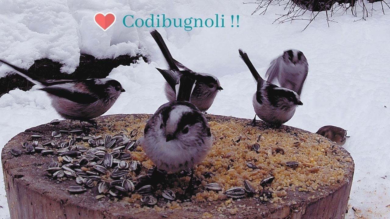 Fughe improvvise dalla mangiatoia innevata !