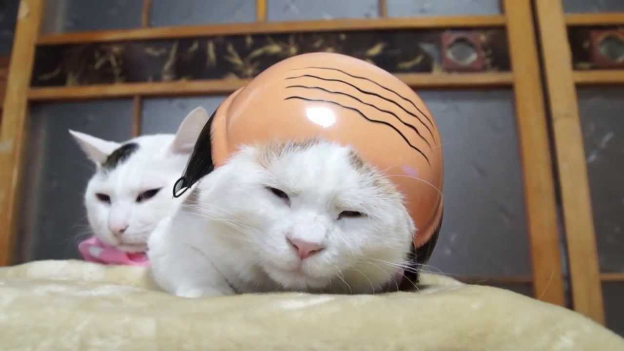 のせ猫 x かつら　Wig and cat 2014#1
