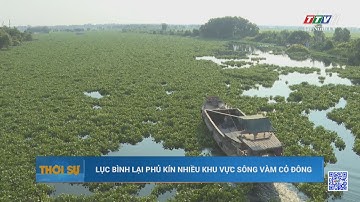 Lục bình lại phủ kín nhiều khu vực sông Vàm Cỏ Đông | TayNinhTV