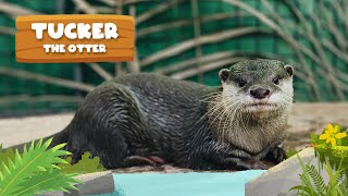 Meet Tucker The Asian Small-Clawed Otter