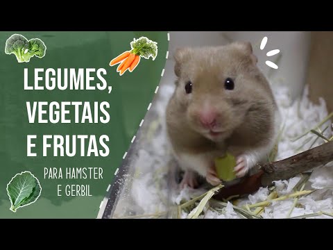 Vídeo: Os hamsters podem comer brócolis?