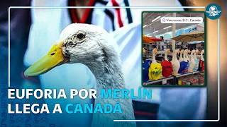 ¡De México para el mundo! Pato Merlín conquista Canadá