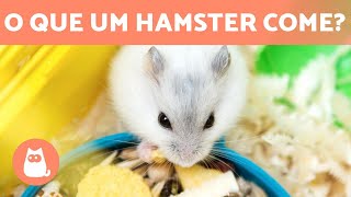 ALIMENTAÇÃO do HAMSTER 🐹🥜 O que os hamsters comem?