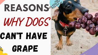 Why Can’t Dogs Have Grapes: Reasons Explained and Answered