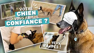 EXERCICES pour chien PARFAITS pour la CONFIANCE !