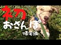 【捨犬保護】初めてのお散歩 帰宅 編 おまけ動画あり