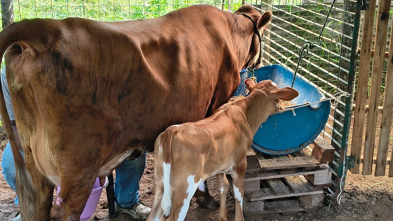Tirando o leite 🐄+ Esmeralda aprendendo comer 🥰