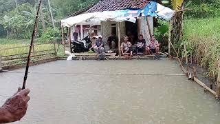 Mancing ikan mas,. #harian #kiloan