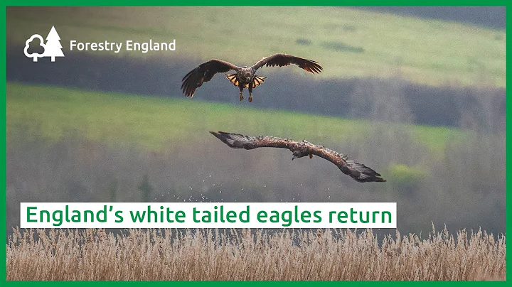 England’s white-tailed eagles return - DayDayNews