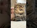 子猫の頃から4年間大切に育てた結果、めちゃくちゃ甘えん坊になった猫