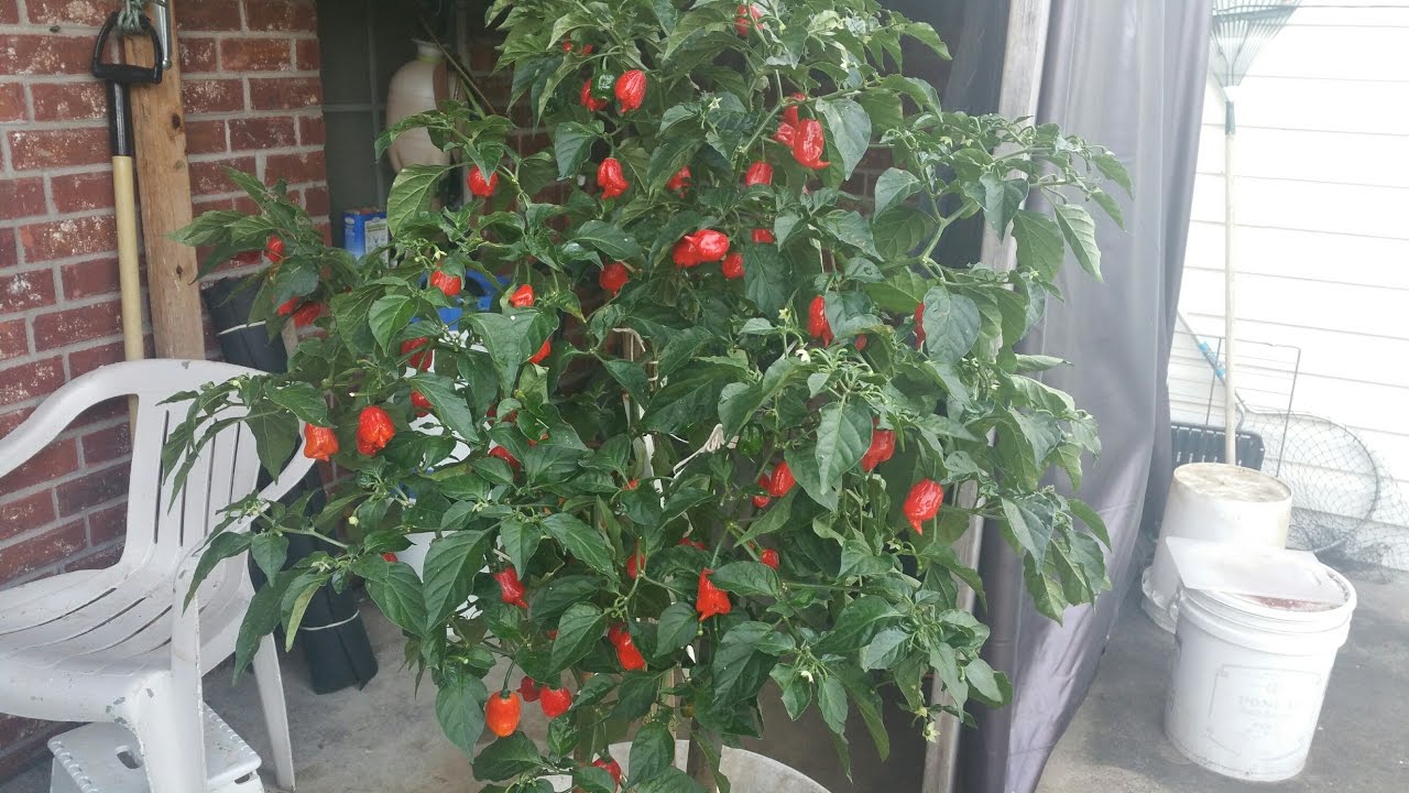 4 ft Tall Carolina Reaper in Container- Hottest Pepper on Earth -