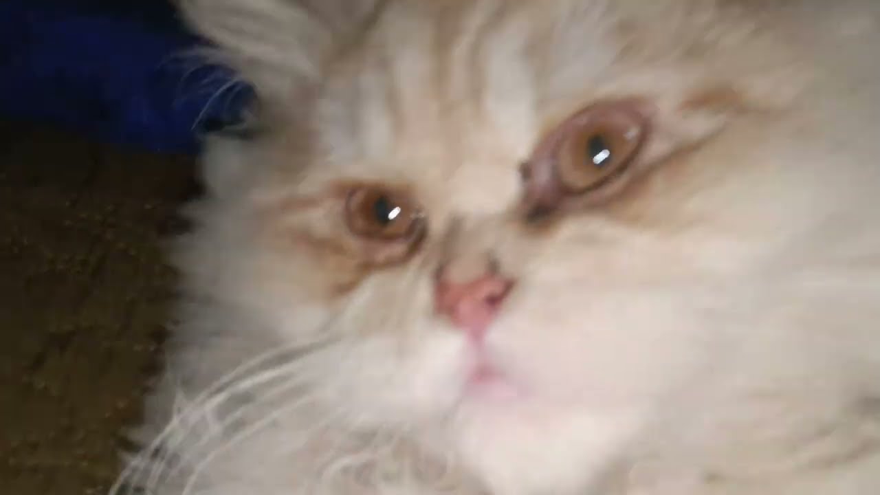 Cute Naughty Cat Funny Moments 🐱💖 Viral Reels😂🐾 Must Watch Till End