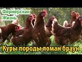 Куры породы ломан браун особенности содержания, разведения и ухода