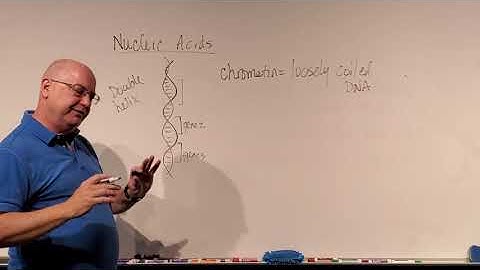 Professor Long 2401 Lecture 11, Nucleic Acid Structure