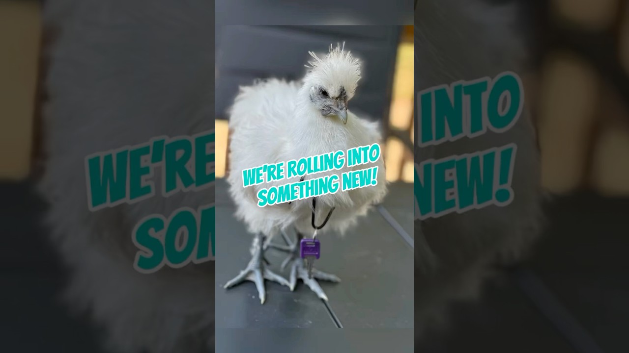 Big pivot, big trailer, big dreams. Meet the new Surfin’ Hen Pop Shop! 