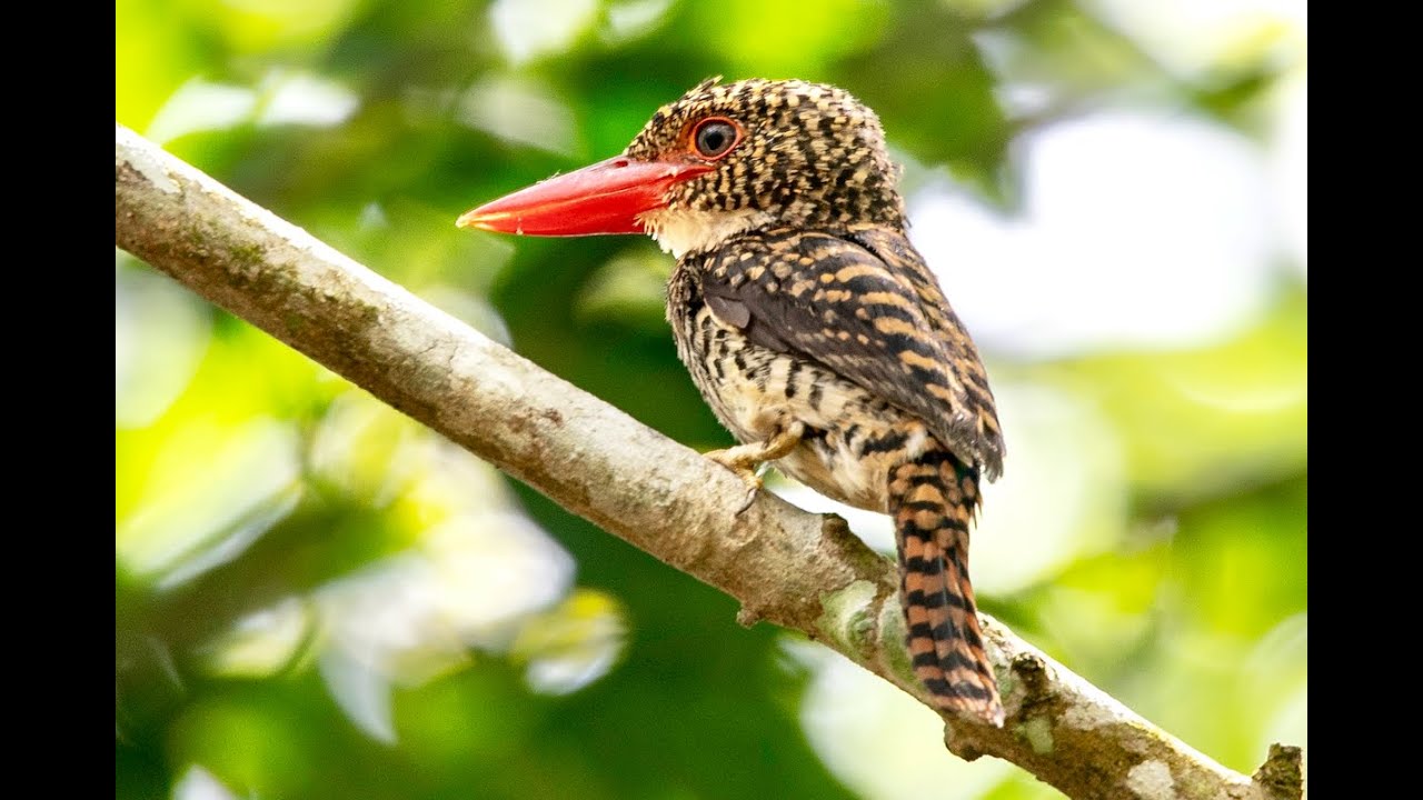 橫斑翡翠 Banded kingfisher 母鳥 - YouTube