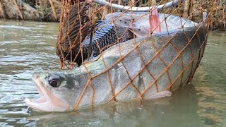 মাছগুলো বিক্রি করা হবে প্রয়োজনে আপনারা আমাদের কাছ থেকে সংগ্রহ করতে পারবেন 01735643500