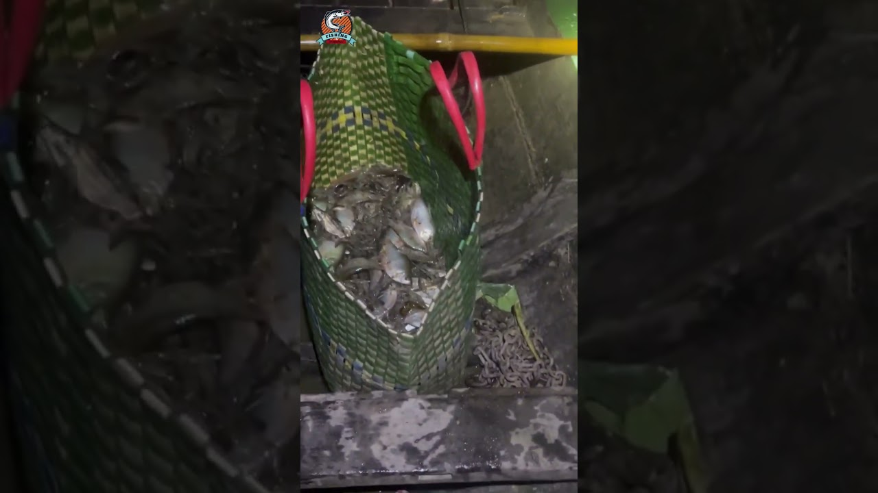 Pulling in some huge fish today #fishing #fish #rural #pulling 