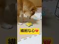 意外と繊細です💔🐕#柴犬 #豆柴 #shibainu #犬 #犬のいる暮らし #shorts
