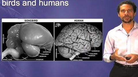 Bird and mammal brain homologies - Erich Jarvis (Duke/HHMI)
