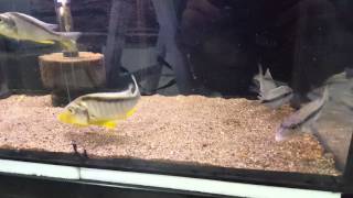 The Sand Dwellerstaeniolethrinops And Predators Taeniochromis Finding Their Food หาเจอกนมยหละ