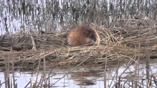 Muskrat Cricetidae Ondatra Zibethicus Resting