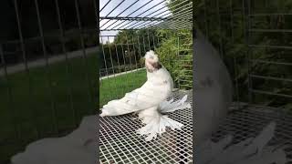 Узбекские голуби (Али Франция) pigeon culbutant Ouzbékistan