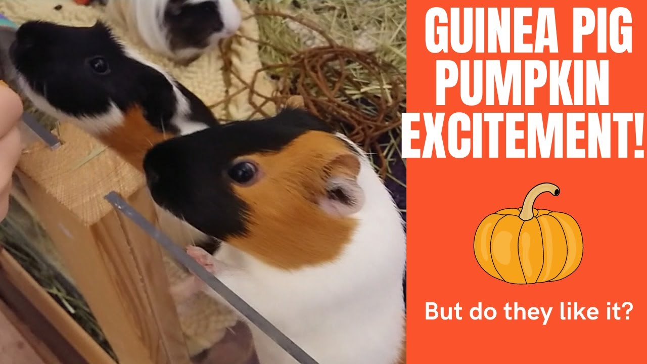 Guinea Pig Pumpkin Eating Excitement! Cute Guinea Pigs Excited About Eating Pumpkin 🐾 Behaviour 🐾