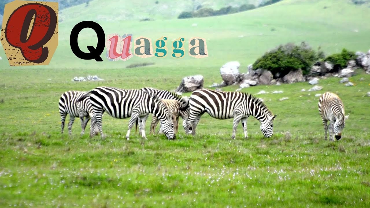 Q for Quail, Quetzal, and Quagga | Fun Alphabet Song for Kids!