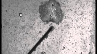 Bubble dynamics in bubbly medium