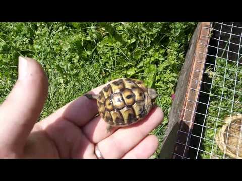 Vidéo: Des élèves Du Primaire Contribuent à Faire De La Petite Tortue Des Marais Le Reptile De L'État Du New Jersey