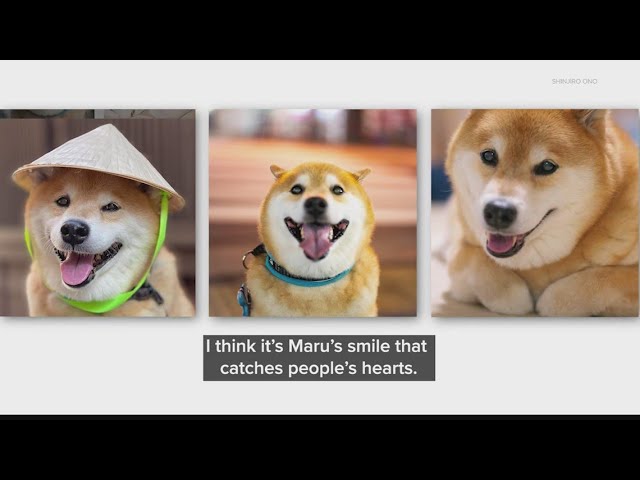 Meet Maru, Japan's most popular dog - YouTube