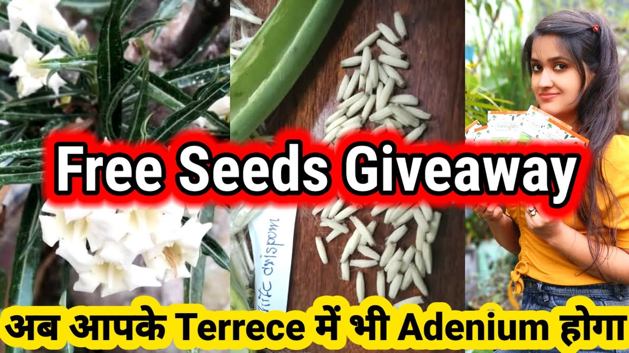 Adenium's Giveaway for Subscribers. Free seeds for experienced arebicum Growers. 