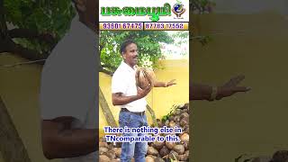 இந்த ரகத்துக்கு இணை எதுவுமே இல்லை❗🌴