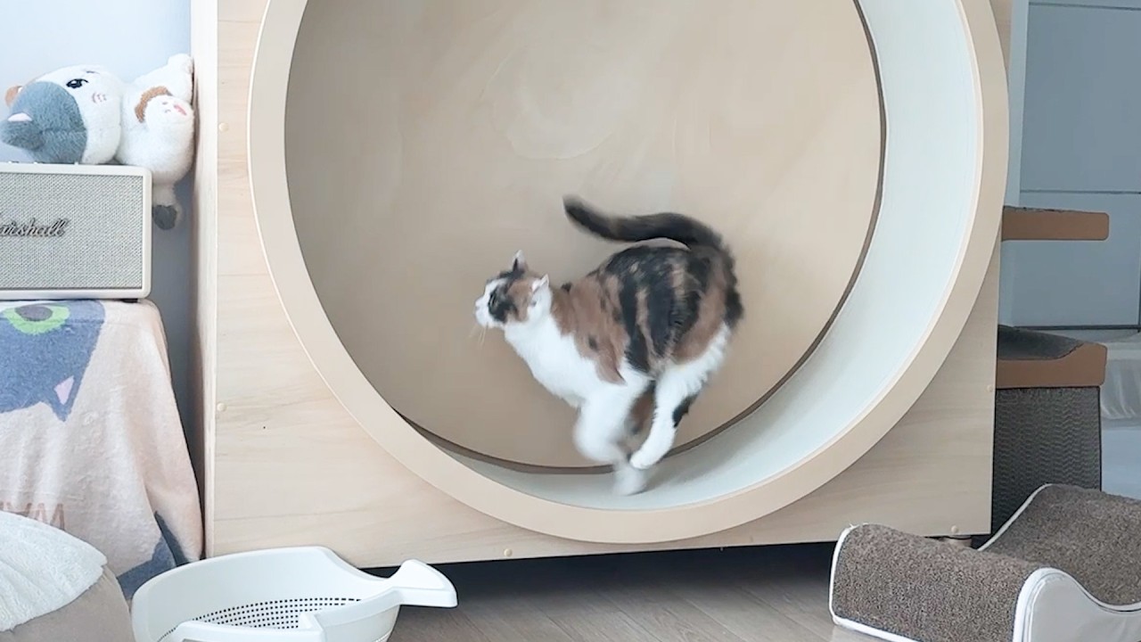 아기 고양이가 집에 오고 활력을 되찾은 8살 신부전 고양이