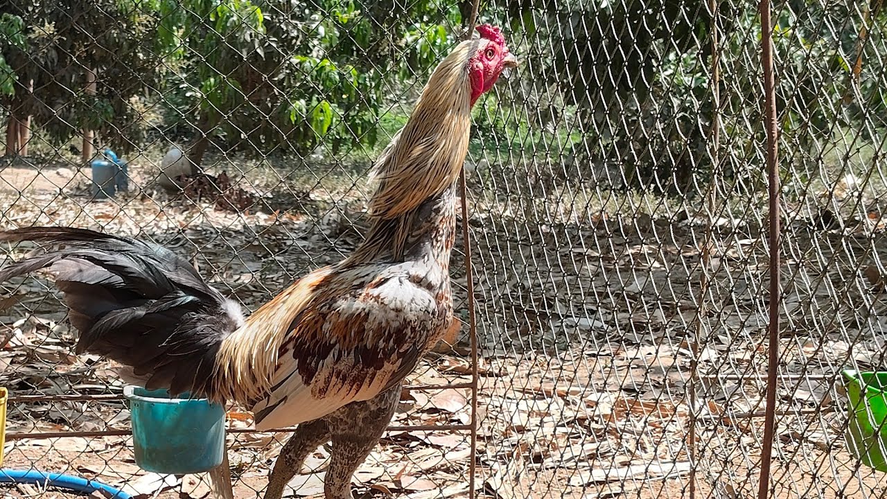 #ชุดคัดผ่านครับ