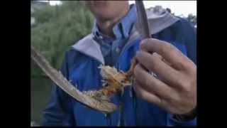 (Part 4) BBC Springwatch 2012 - Episode 7