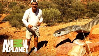 La serpiente más temida de Australia | Wild Frank: Tras la evolución de las especies | Animal Planet La serpiente más temida de Australia | Wild Frank: Tras la evolución de las especies | Animal Planet
