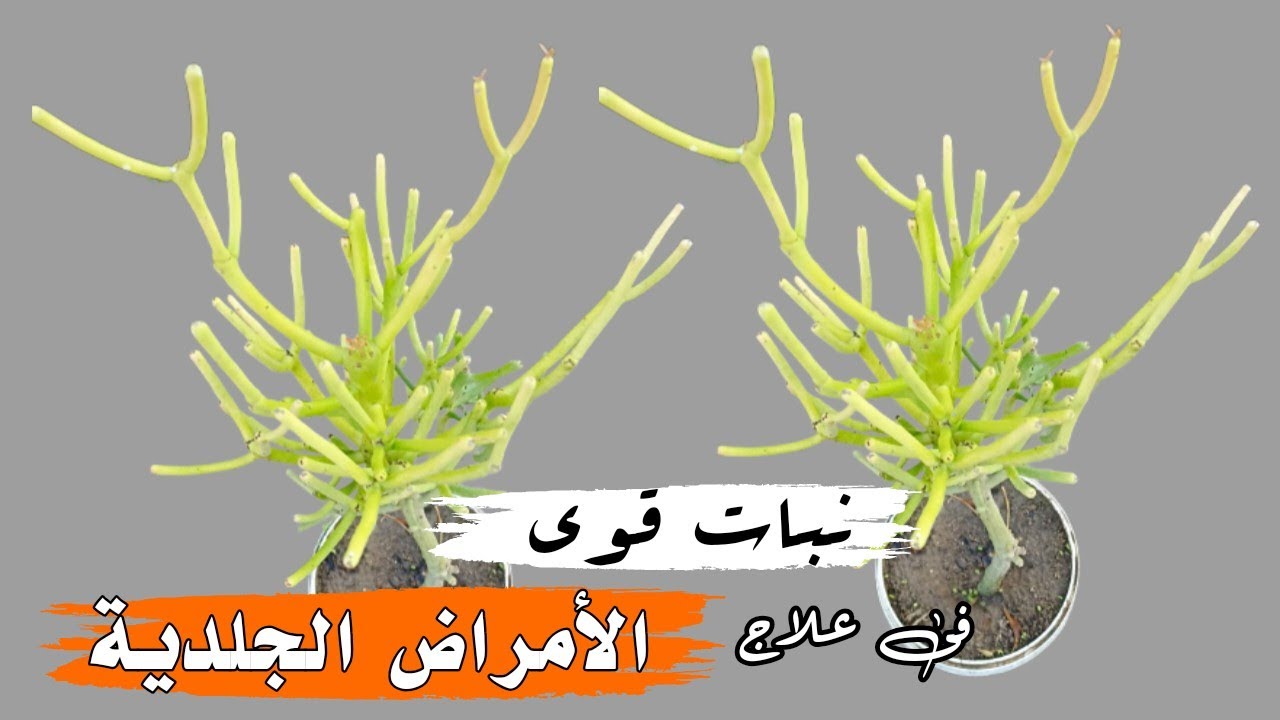 نبات زينة قوى يعالج كثير من الأمراض الجلدية