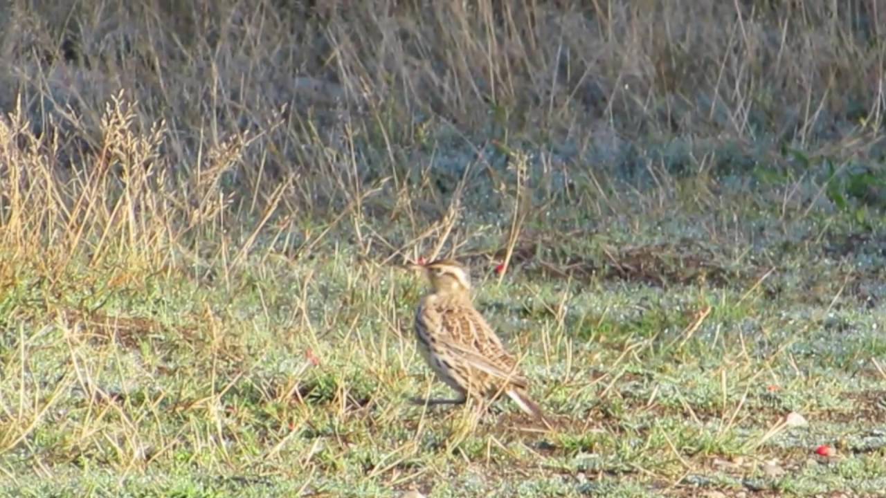 Western Meadowlark 