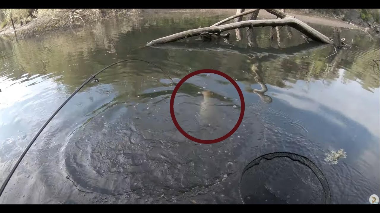 Impresionante caza de truchas record con señuelos