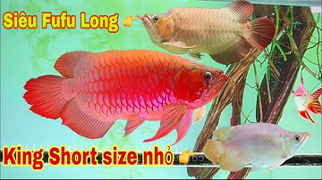 Fafu Long Víp | King Short Siêu Đẹp Và Một Số Cá Rồng Khác 😍😍😍