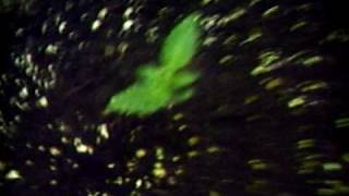 MPEG0002tbones grow room