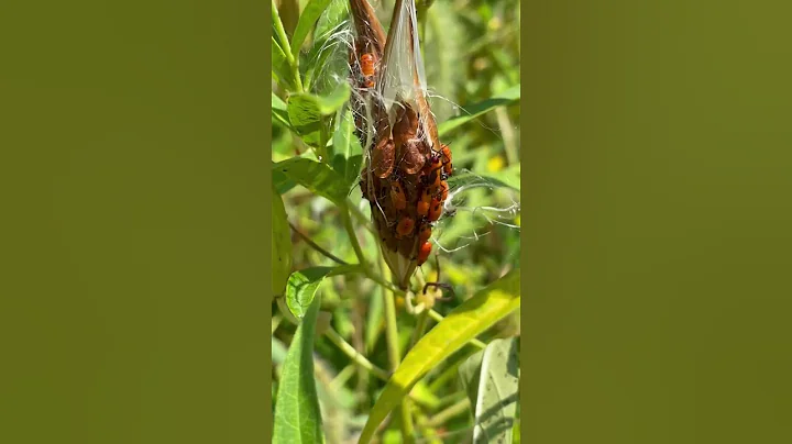 Red Bugs on a Seed Pod