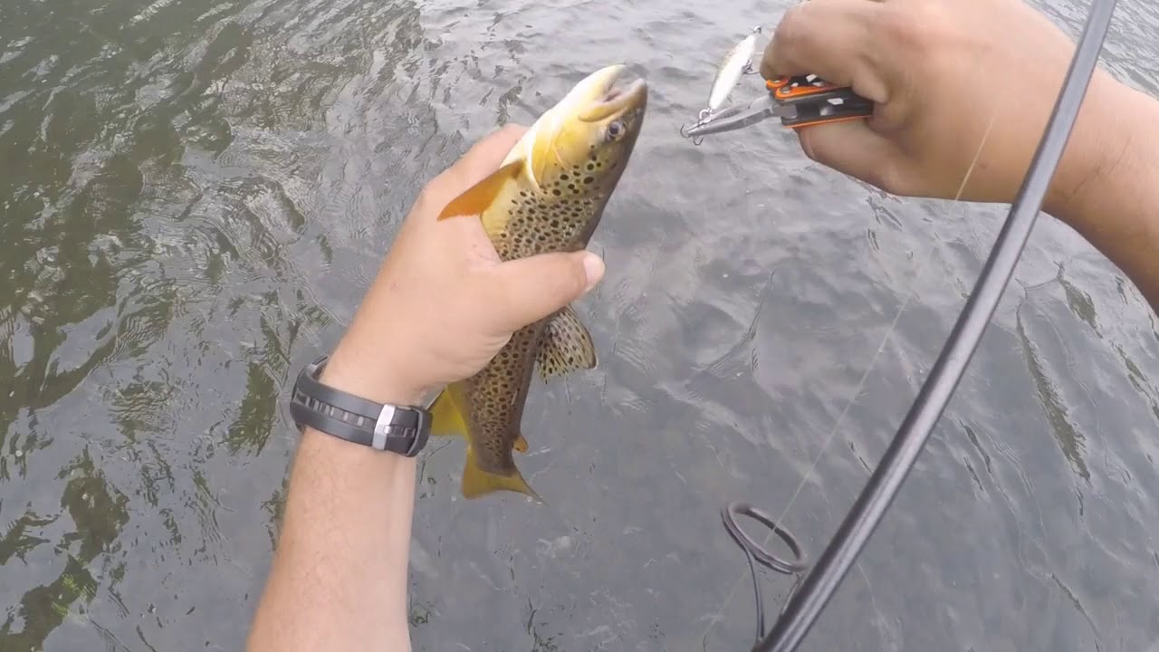Early Aug. Trout Fishing Holston River Bristol TN YouTube