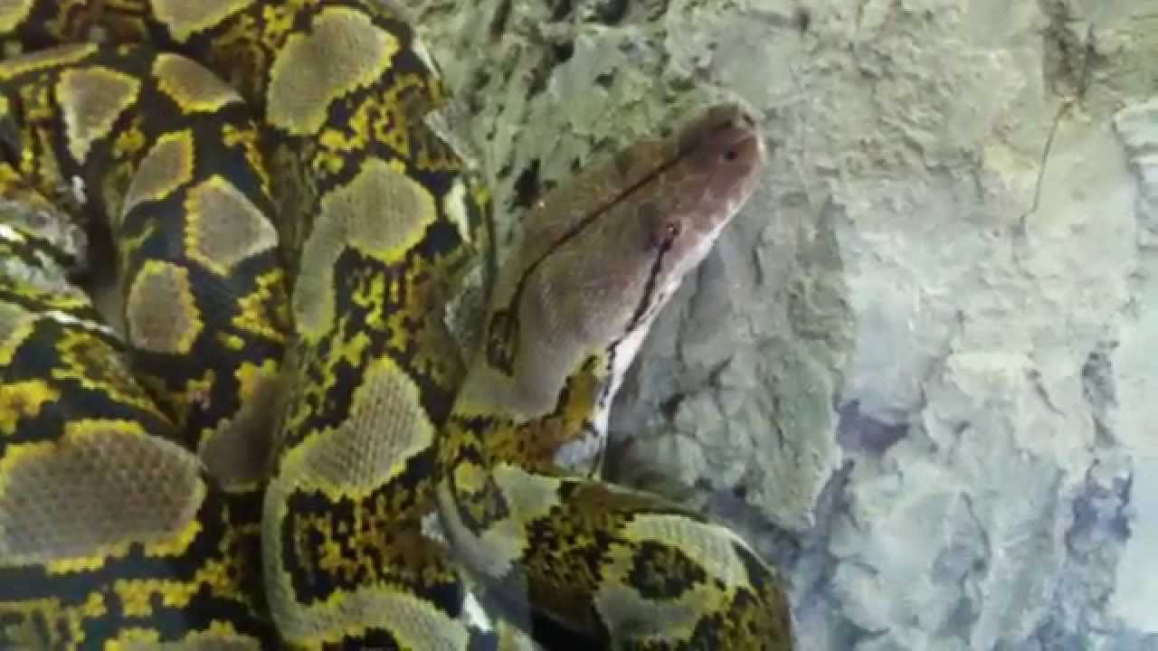 Сетчатый питон - YouTube