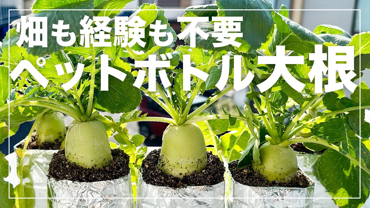 【大根栽培】誰でも簡単にペットボトルでミニ大根を育てる方法｜種まきから収穫まで！省スペース水耕（養液）栽培の全てを解説