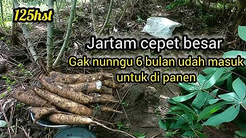 jarak tanam singkong cepet besar
