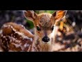 Family Saves Baby Deer - The Deer Was NOT Supposed to Live According to the Vet