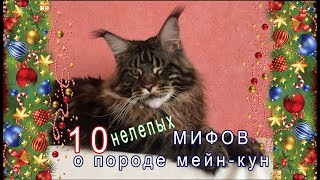 10 нелепых МИФОВ  о породе мейнкун /  питомник мейнкунов Лирикум